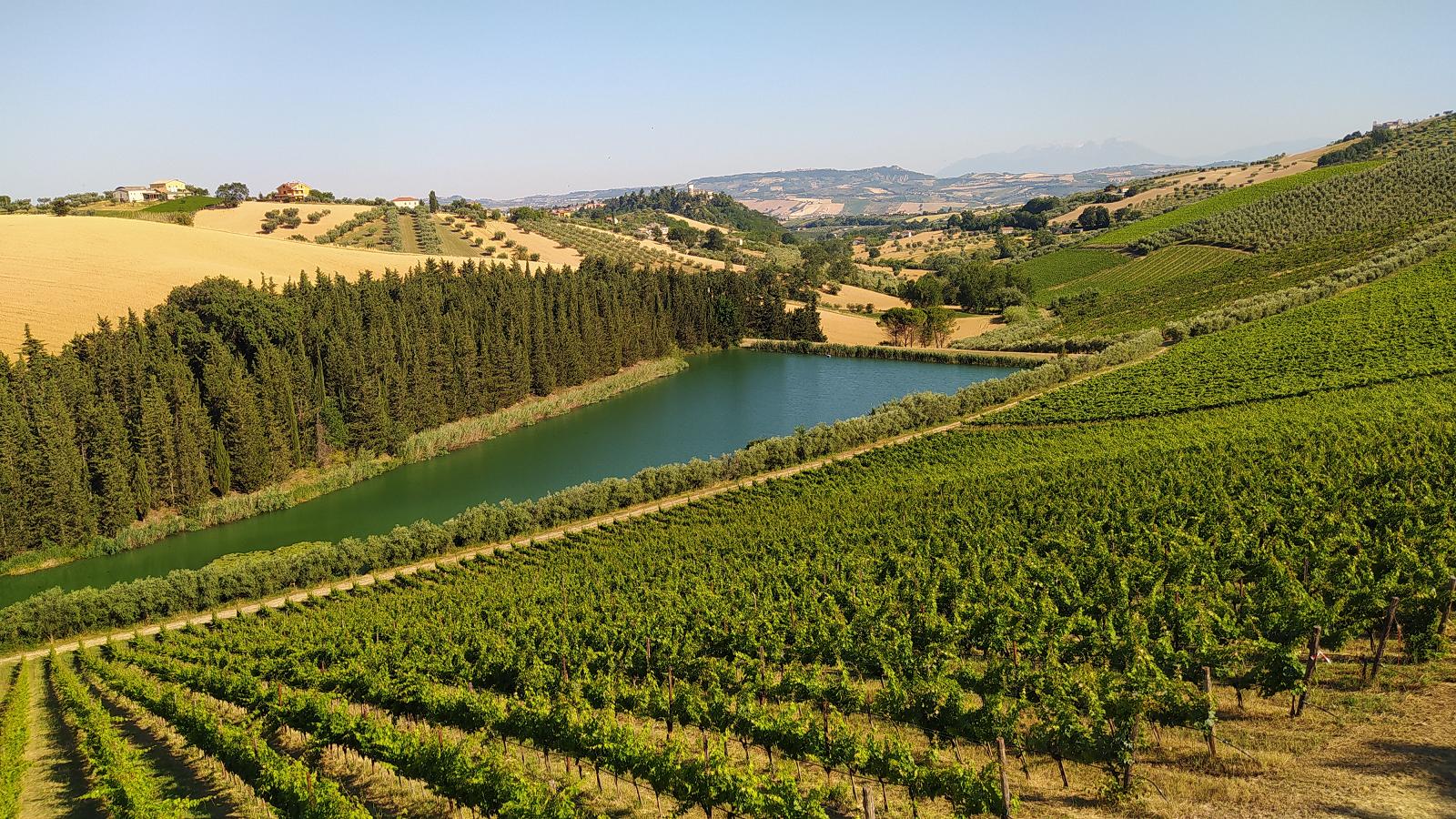 Notaresco-terra-del-buon-vino-vista-sui-vigneti